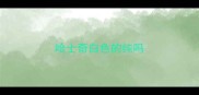 哈士奇白色的纯吗