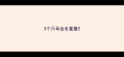 3个月母金毛重量