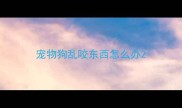 宠物狗乱咬东西怎么办
