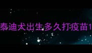 泰迪犬出生多久打疫苗