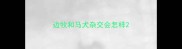 边牧和马犬杂交会怎样