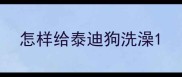 怎样给泰迪狗洗澡