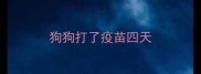 狗狗打了疫苗四天