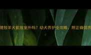 2个月边境牧羊犬能放室外吗幼犬养护全攻略附正确饲养时间表