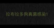 拉布拉多狗真菌感染