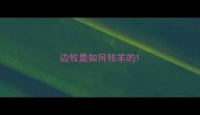 边牧是如何牧羊的