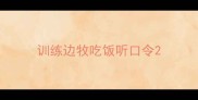 训练边牧吃饭听口令