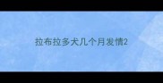 拉布拉多犬几个月发情