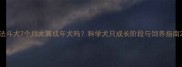 法斗犬7个月大算成年犬吗科学犬只成长阶段与饲养指南