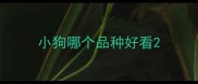 小狗哪个品种好看
