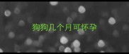 狗狗几个月可怀孕