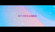 两个月狗可以喝酸奶