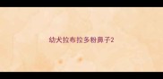 幼犬拉布拉多粉鼻子