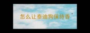 怎么让泰迪狗保持香