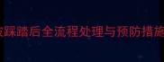 宠物急救指南猫咪被踩踏后全流程处理与预防措施含专业兽医建议