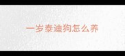 一岁泰迪狗怎么养