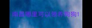 南昌哪里可以领养狗狗