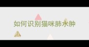 如何识别猫咪肺水肿