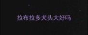 拉布拉多犬头大好吗