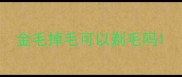 金毛掉毛可以剃毛吗