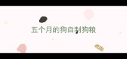 五个月的狗自制狗粮