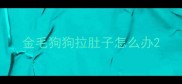 金毛狗狗拉肚子怎么办