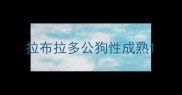 拉布拉多公狗性成熟