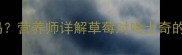幼犬哈士奇能吃草莓吗营养师详解草莓对哈士奇的利弊与安全食用指南