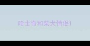 哈士奇和柴犬情侣