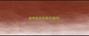 宠物店会给猫洗澡吗