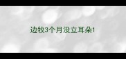 边牧3个月没立耳朵