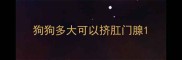 狗狗多大可以挤肛门腺