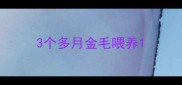 3个多月金毛喂养