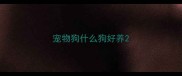 宠物狗什么狗好养