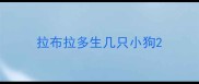 拉布拉多生几只小狗