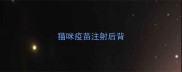 猫咪疫苗注射后背