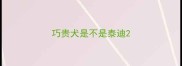 巧贵犬是不是泰迪