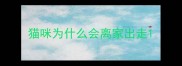 猫咪为什么会离家出走