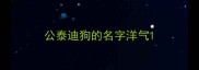 公泰迪狗的名字洋气