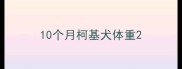 10个月柯基犬体重