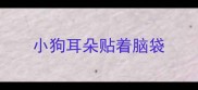 小狗耳朵贴着脑袋
