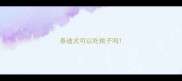 泰迪犬可以吃桃子吗