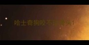 哈士奇狗咬不动骨头