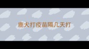 鹿犬打疫苗隔几天打