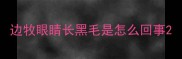 边牧眼睛长黑毛是怎么回事
