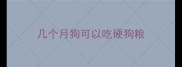 几个月狗可以吃硬狗粮
