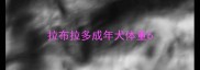 拉布拉多成年犬体重6
