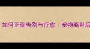 当毛孩子离开我们如何正确告别与疗愈宠物离世后的7天黄金处理指南
