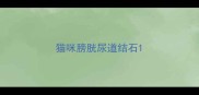 猫咪膀胱尿道结石