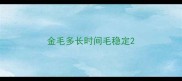 金毛多长时间毛稳定
